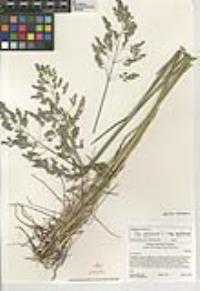 Poa pratensis subsp. pratensis image