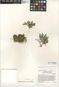 Selaginella eremophila image