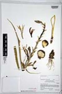 Hesperocallis undulata image