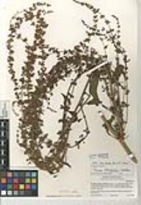 Rumex stenophyllus image