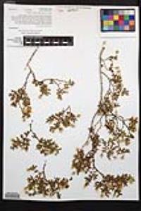 Larrea tridentata image