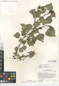 Populus nigra image