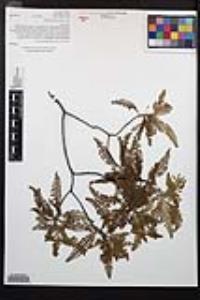 Chamaebatia australis image