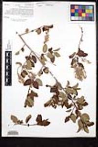 Ceanothus leucodermis image