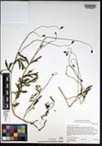 Papaver californicum image