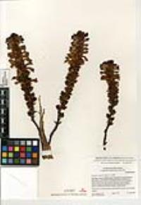 Orobanche cooperi image