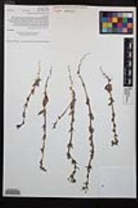 Camissoniopsis hirtella image