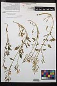 Chylismia claviformis var. peirsonii image