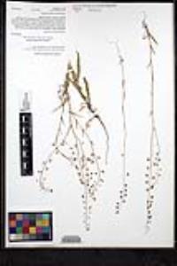 Thysanocarpus curvipes image
