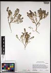 Lepidium lasiocarpum image