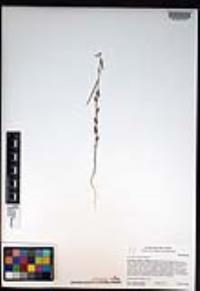 Caulanthus simulans image