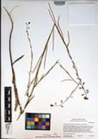 Caulanthus heterophyllus var. heterophyllus image