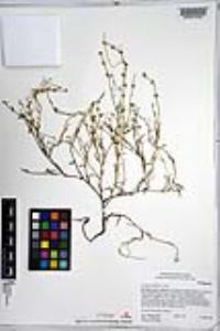 Harpagonella palmeri image