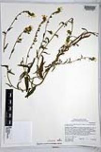 Amsinckia intermedia image