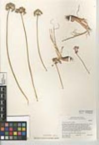 Allium haematochiton image