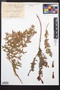 Epilobium canum image