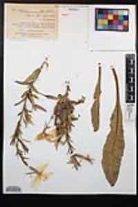 Oenothera elata image