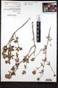 Monardella undulata image
