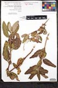 Lepechinia calycina image