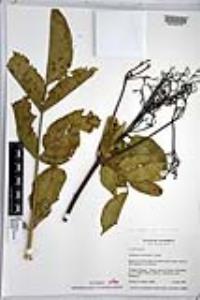 Sambucus cerulea image