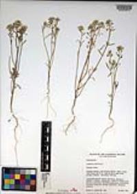 Lobularia maritima image