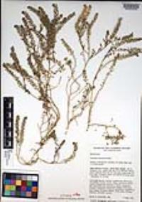 Lepidium oblongum image