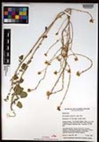 Hirschfeldia incana image