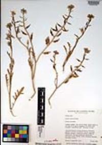 Cakile maritima image