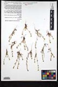 Plagiobothrys collinus var. gracilis image