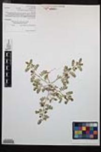 Tribulus terrestris image
