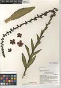 Verbascum virgatum image