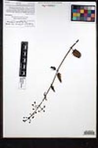 Scrophularia californica subsp. floribunda image