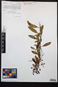 Heteromeles arbutifolia image