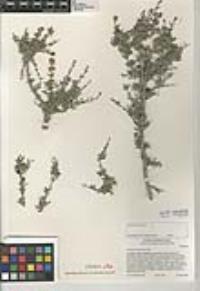 Coleogyne ramosissima image