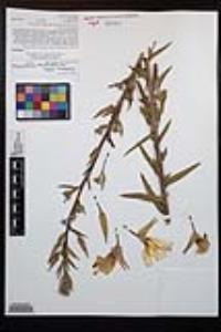 Oenothera elata subsp. hirsutissima image