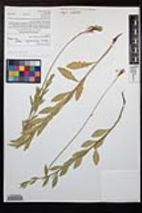 Oenothera xenogaura image