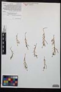 Camissonia strigulosa image
