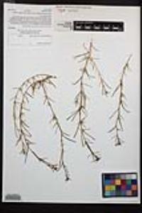Camissonia strigulosa image