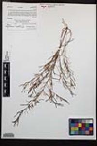 Camissonia strigulosa image