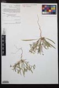 Camissoniopsis pallida subsp. pallida image