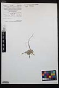 Camissoniopsis pallida subsp. pallida image