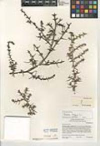 Salsola tragus image