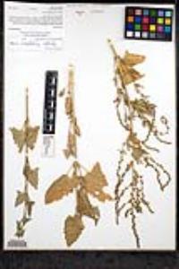 Atriplex prostrata image