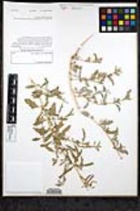 Atriplex semibaccata image