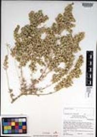 Atriplex canescens var. canescens image