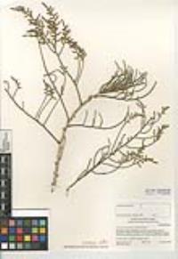 Allenrolfea occidentalis image