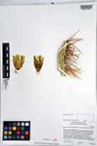 Ferocactus cylindraceus subsp. lecontei image