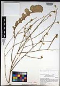 Hirschfeldia incana image