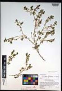 Lepidium didymum image