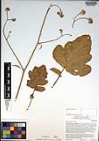 Brassica nigra image